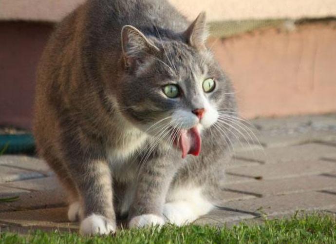 猫为什么老是吐,猫为什么老是吐舌头,猫咪总是吐是怎么回事？
