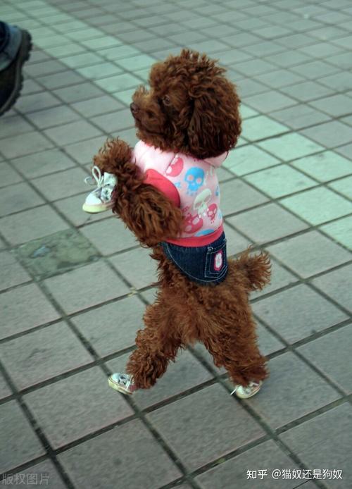 泰迪狗多大可以训练,泰迪狗多大可以训练直立行走,泰迪几个月可以训练后腿站立？