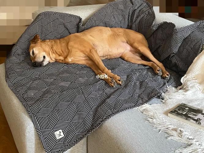 狗睡觉姿势代表什么,狗睡觉姿势代表什么意思,为什么狗子睡着睡着就侧躺？