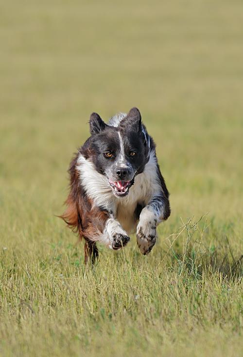 狗是什么样子,猫眼中的狗是什么样子,怎样描写狗奔跑时的样子？