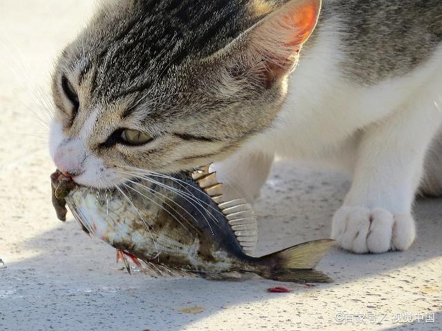 猫为什么要吃鱼,猫为什么要吃鱼油,猫为什么喜欢吃鱼？