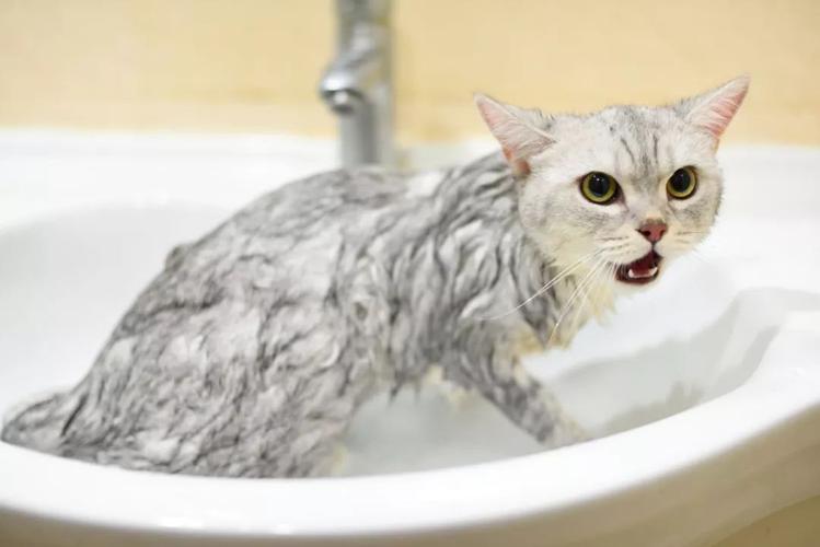 为什么猫怕洗澡,为什么猫怕洗澡呢,猫咪洗澡为什么这么凶？