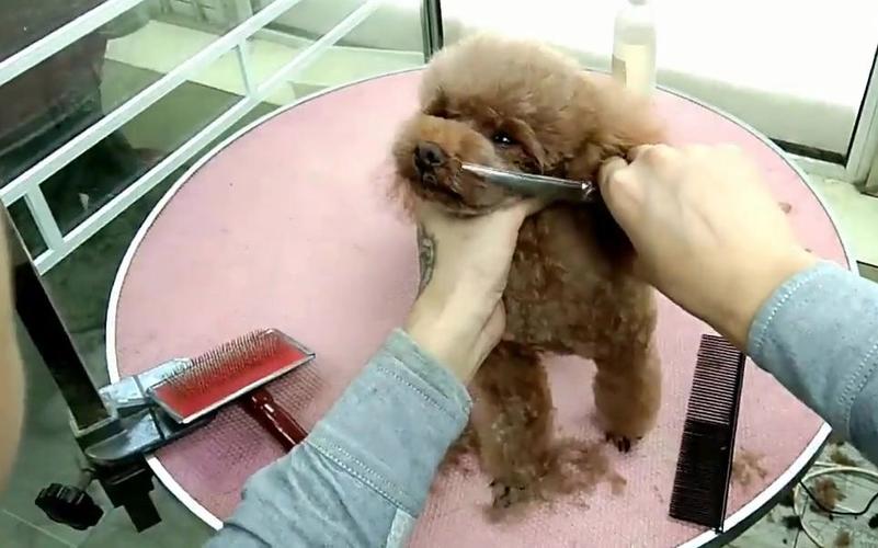 泰迪狗剪毛教程,泰迪狗剪毛教程视频,怎么给泰迪剪毛？
