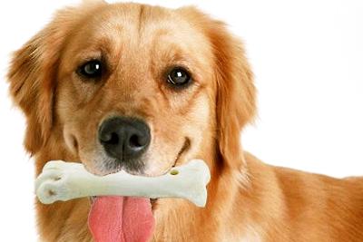 狗狗什么时候磨牙期,狗狗什么时候磨牙期结束,请问，小狗的磨牙期一般到什么时候结束？