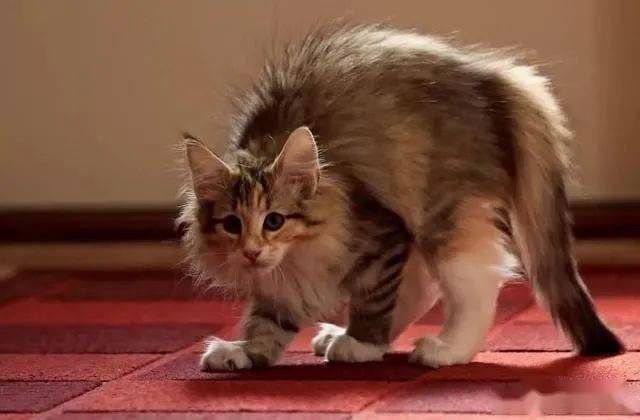 猫为什么弓着背走路,为什么猫总是弓着背走路,猫咪喜欢坐着弓着背正常吗？