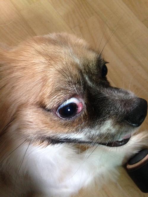狗樱桃眼用什么药物,,小狗眼角长了一个疙瘩，这是什么？怎么治？