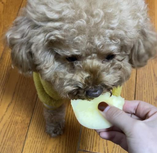 狗为什么不能吃桃子,狗狗十大禁忌水果,50天小泰迪狗能吃桃子吗？