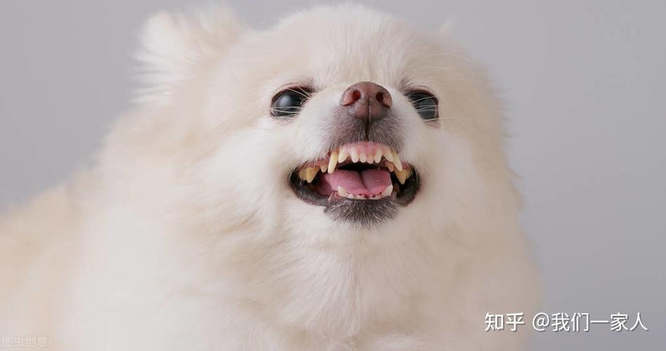 狗狗什么时候长牙齿,1—2月小狗牙齿图片,博美多久长牙？