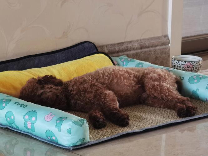 泰迪狗睡觉姿势说明,泰迪睡觉姿势含义图解,为什么泰迪狗是后腿伸着睡觉？
