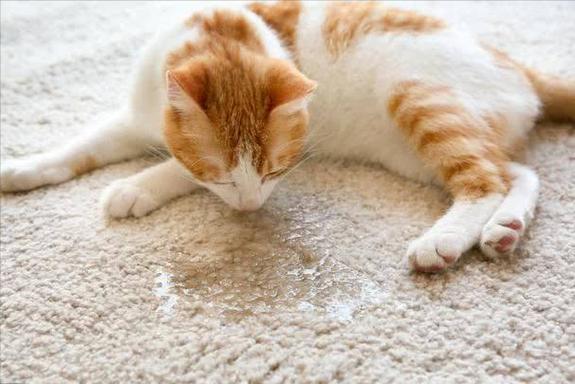 猫往床上尿预示什么,找猫最有效的方法,猫往床上尿是怎么回事？