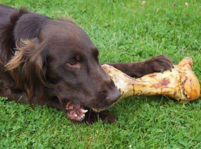 狗为什么可以吃骨头,狗为什么可以吃骨头和肉,狗为什么可以消化骨头？