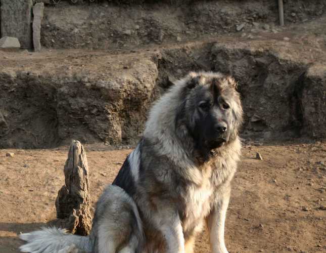 最重的狗是什么品种,900斤高加索犬,藏獒和高加索犬哪一个大？