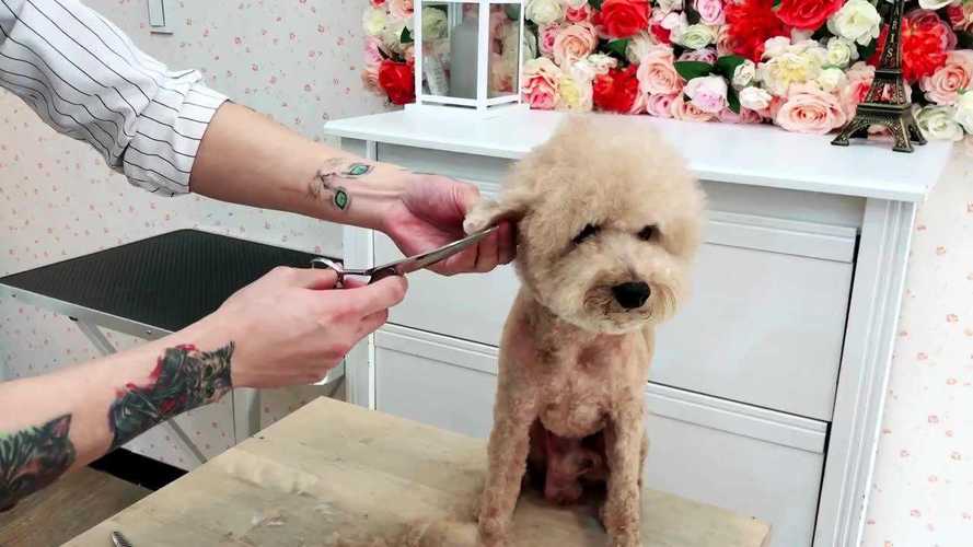 泰迪自己剪毛教程视频,狗狗剪毛初学教程视频,泰迪怎么剪毛？