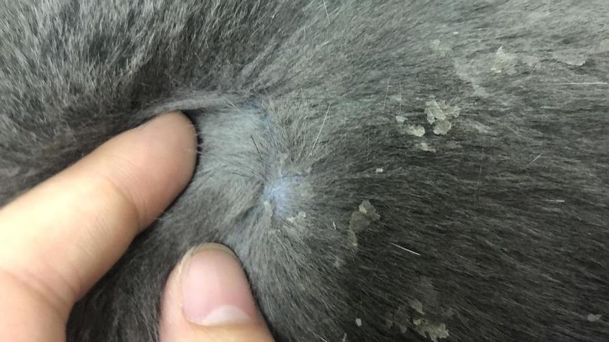 猫毛皮屑过敏包括什么,猫毛皮屑过敏包括什么 没养猫,猫咪背上的毛翘起来一绺是怎么回事？
