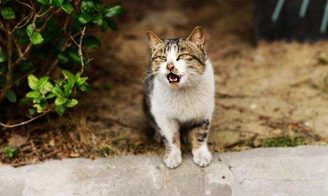猫最怕的声音是什么,猫最怕的声音是什么声音,猫咪叫春最怕什么声音？