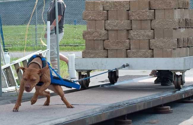 狗负重训练有什么作用,狗负重训练有什么作用和功效,比特犬训练最佳时间和训练项目？