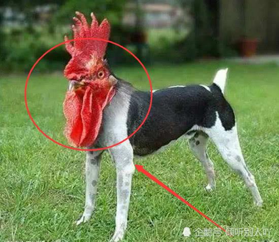 狗狗吃鸡头有什么好处,狗狗吃鸡头有什么好处和坏处,狗狗配种后能吃鸡头吗?有没有科学依据？