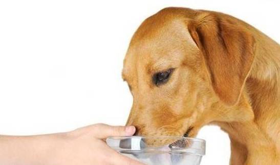 狗喝糖水有什么功效,狗喝糖水有什么功效和作用,满月的狗狗可以喝糖水吗？
