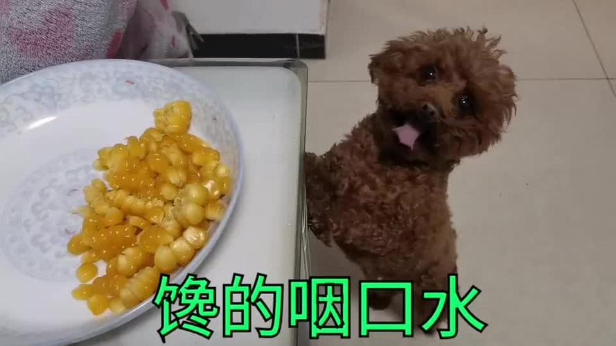 泰迪狗狗可以吃玉米吗,泰迪狗狗可以吃玉米吗,泰迪能吃玉米吗？