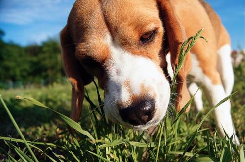 狗子吃草是什么意思,狗狗自己找草吃是什么原因,小狗吃草怎么回事？