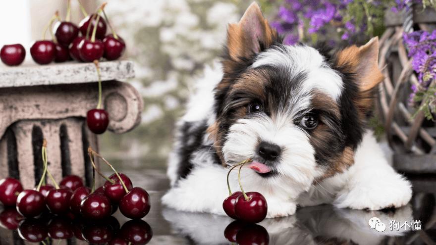 狗为什么不能吃樱桃,狗为什么不能吃樱桃能吃车厘子,比熊可以吃樱桃吗？