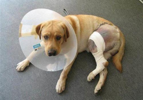 狗狗腿骨折有什么现象,狗狗怎么确定是骨折了,怎么分辨狗腿骨没骨折？