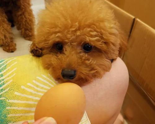 泰迪狗能吃生鸡蛋吗,泰迪狗能吃生鸡蛋吗有营养吗,泰迪可以每天都吃鸡蛋吗？