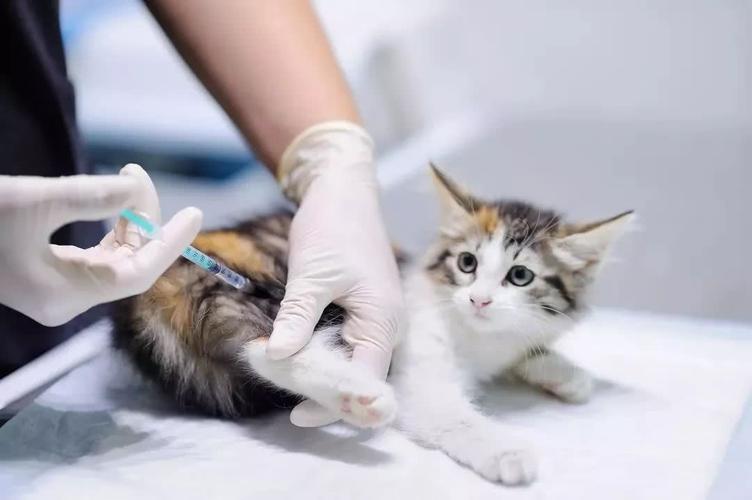 小猫为什么要打疫苗,小猫为什么要打疫苗?,小猫几个月的时候要打疫苗？