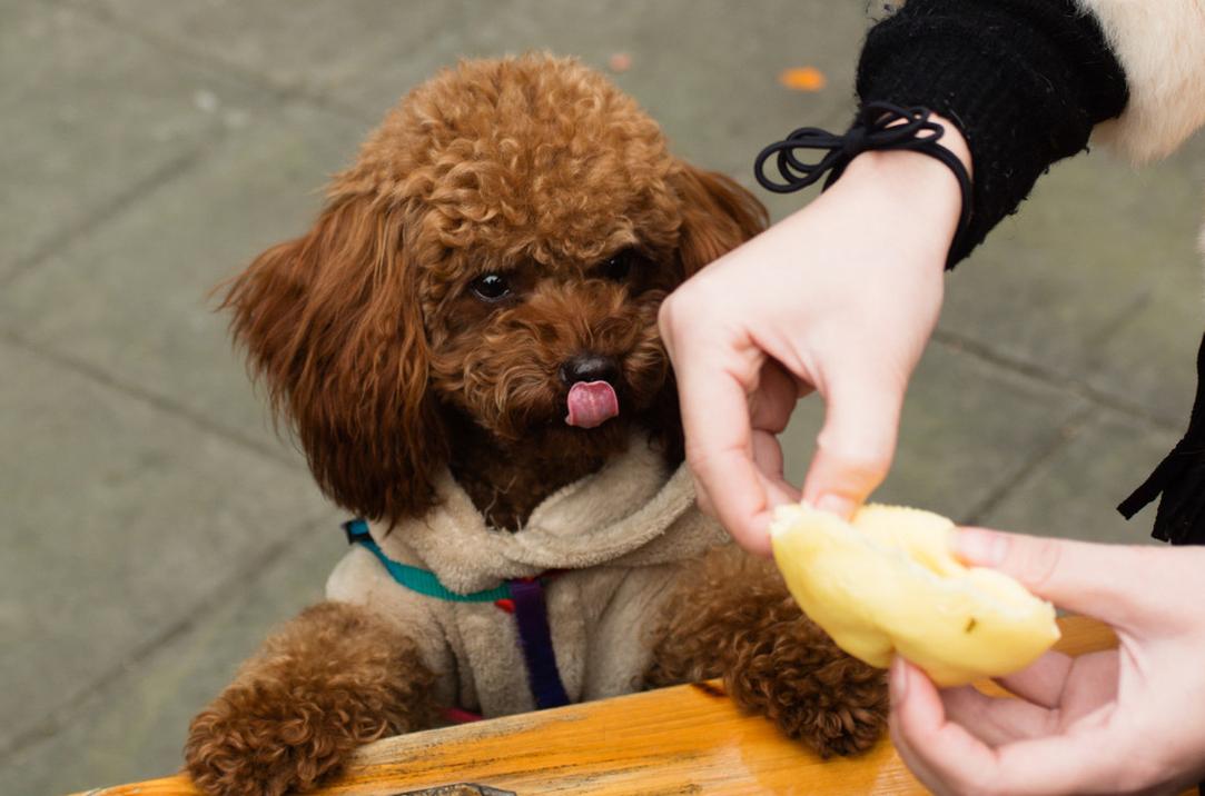 泰迪狗狗可以吃芒果吗,泰迪狗狗可以吃芒果吗视频,泰迪可以吃什么水果？