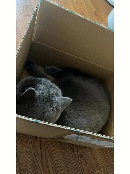 猫为什么喜欢纸箱子,猫为什么喜欢纸箱子里睡觉,为什么猫喜欢窝在纸箱里？