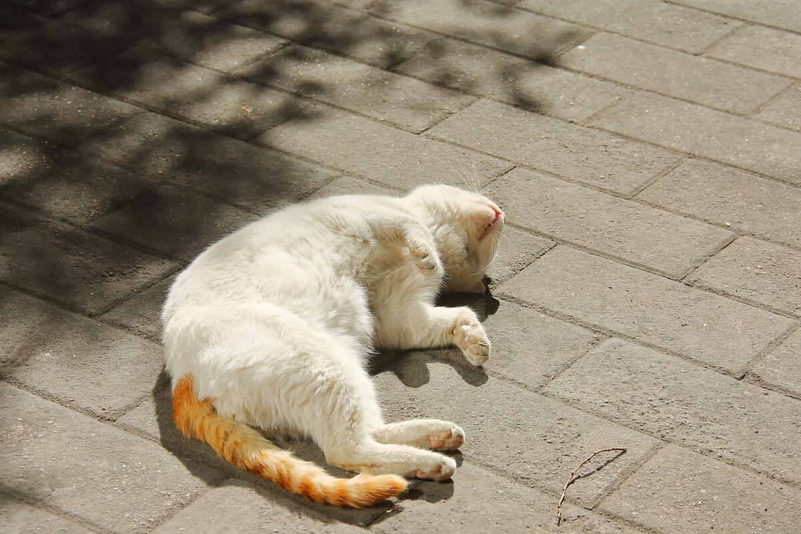 猫晒太阳有什么好处,猫晒太阳有什么好处和坏处,猫咪要多晒太阳吗?有什么好处？