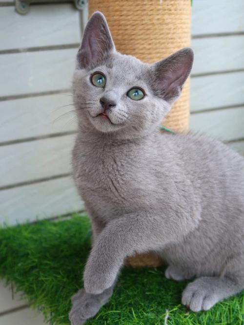 猫的眼睛都有什么颜色,猫的眼睛都有什么颜色?,蓝猫的眼睛有几种颜色？