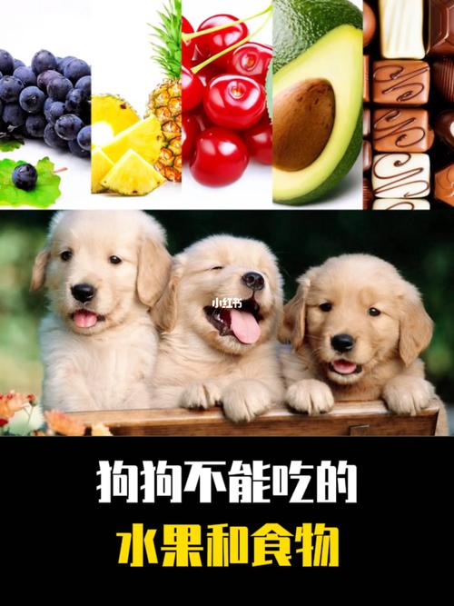 狗狗不能吃什么食物,狗狗不能吃什么食物和水果,狗狗不能吃咸的吗？