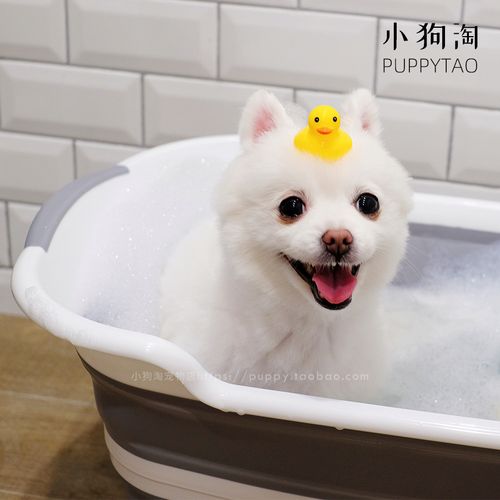 小狗可以用什么洗澡,小狗可以用什么洗澡除了沐浴露,用什么药或药水给小狗洗澡可以杀死小狗身上的跳蚤？