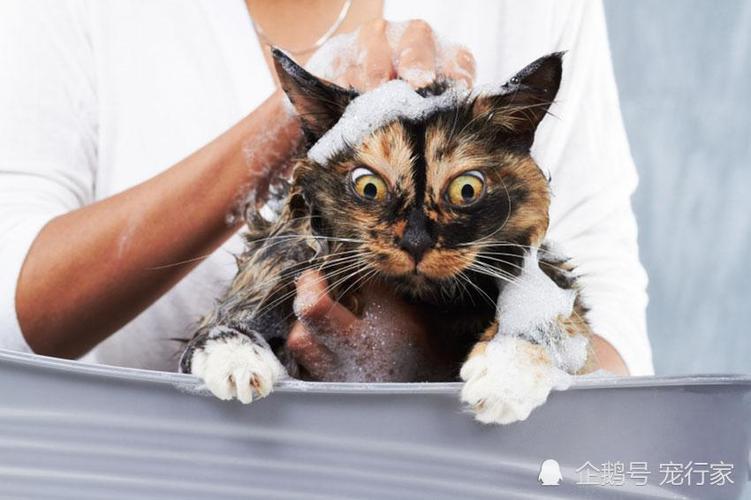 为什么猫不喜欢洗澡,为什么猫不喜欢洗澡的原因,当猫不爱洗澡咋办？
