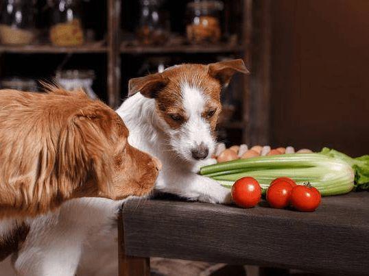狗狗喜欢吃什么食物,狗狗喜欢吃什么食物?,狗狗喜欢吃柿子怎么回事？