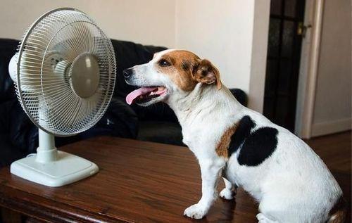 狗是通过什么散热的,狗是靠哪里散热,狗狗的散热和保温介绍？