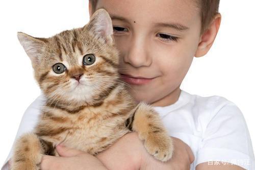 为什么人喜欢猫,为什么人喜欢猫不喜欢小孩,猫咪为什么惹人喜欢？