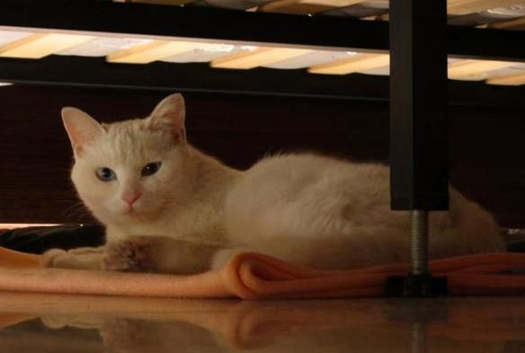 猫为什么喜欢钻床底,猫为什么喜欢钻床底睡觉,猫爱钻床底怎么办？