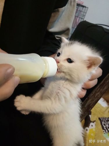 奶猫什么时候断奶,奶猫什么时候断奶比较好,猫多少岁断奶？