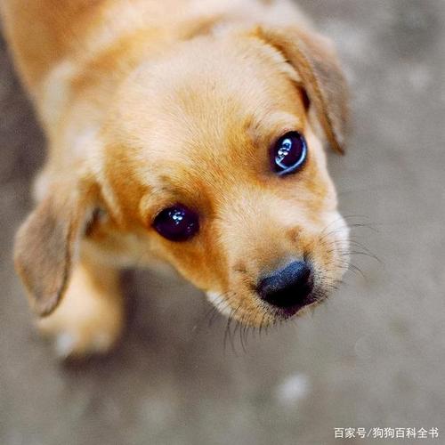 小狗为什么老是流眼泪,小狗为什么老是流眼泪水,小狗流眼泪怎么回事？