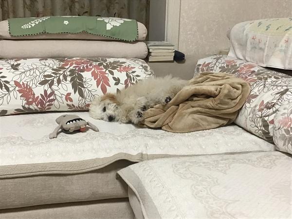 狗狗为什么喜欢睡沙发,狗狗为什么喜欢睡沙发底,大家的狗狗都让上沙发和床吗？