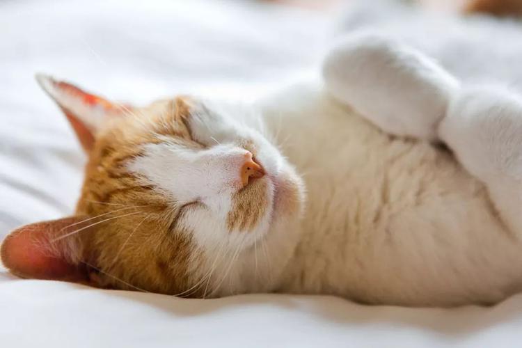 为什么猫晚上不睡觉,为什么猫晚上不睡觉白天睡觉,为什么猫晚上不睡觉异常活跃？