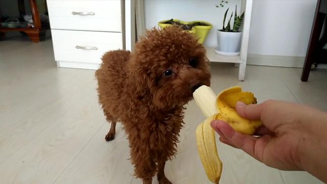 泰迪狗能不能吃香蕉,泰迪狗能不能吃香蕉?,泰迪能吃什么水果？
