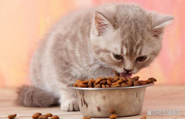 猫吃撑了是什么症状,猫吃撑了是什么症状没精神,猫咪饭量变少了这正常吗？