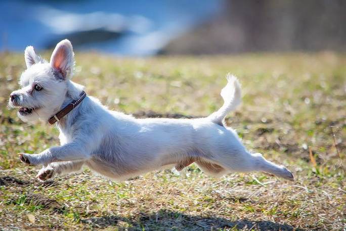 狗的运动方式是什么,狗的运动方式是什么(特点、主要的运动器官),狗的运动方式是什么