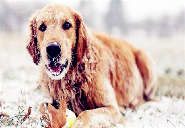 狗狗低温症有什么症状,,50天小狗冬天睡外面会冷吗？