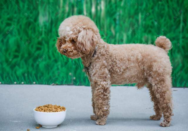 泰迪胰腺炎的早期症状,狗狗胰腺炎早期10个征兆表现,泰迪胰腺炎恢复期吃什么食物？