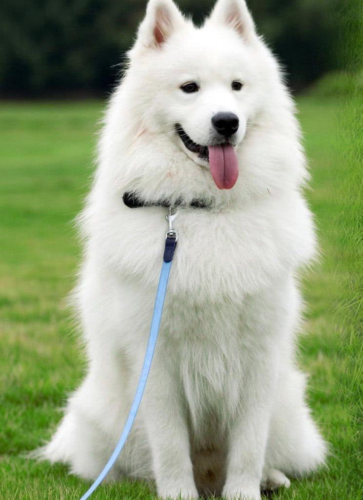 雪白的狗狗是什么品种,雪白的狗狗是什么品种的狗,全身雪白且长毛的是什么狗？