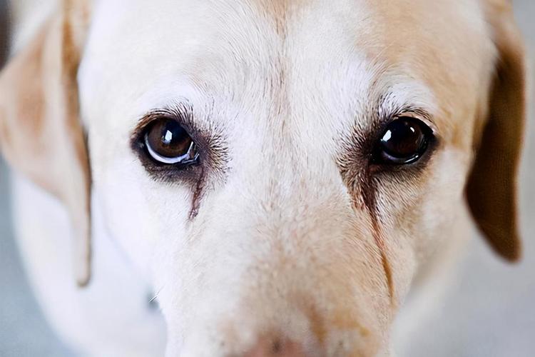 狗狗泪痕是什么原因,狗狗泪痕是什么原因引起的,犬泪痕怎么去除？